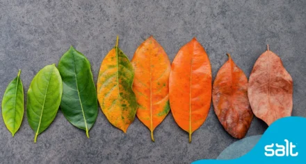 A row of leaves in various shades of green, orange, and brown, arranged from green to brown, symbolising different facets of life in the workplace